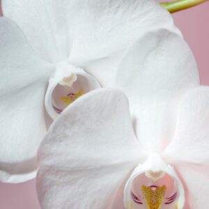 Orchidea “Eleganza Tropicale”