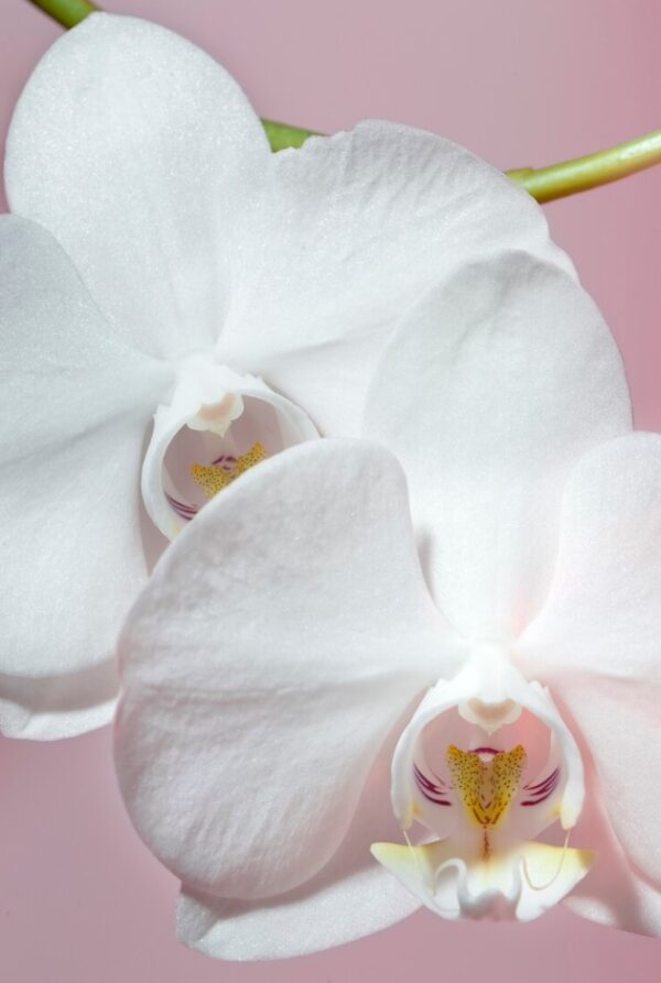 Orchidea “Eleganza Tropicale”